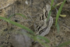 Isturgia disputaria
