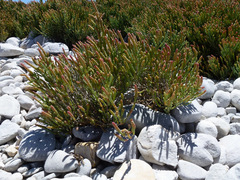 Salicornia littorea