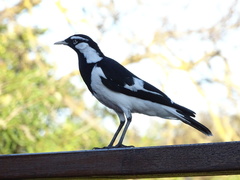 Grallina cyanoleuca