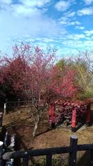 Cerasus