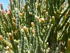Salicornia littorea