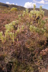 Sorocephalus pinifolius