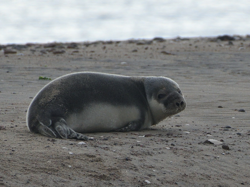 Hooded Seal