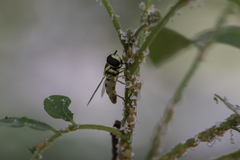 Ischiodon scutellaris