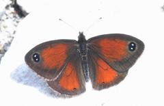 Pseudonympha hippia