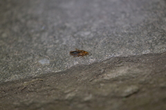 Blattodea