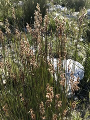 Hypodiscus argenteus