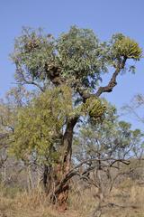 Cussonia transvaalensis