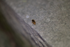 Blattodea