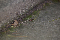 Blattodea