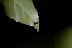 Cantharidae