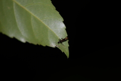 Cantharidae
