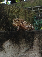 Mokopirirakau