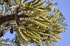 Cussonia transvaalensis