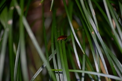 Blattodea