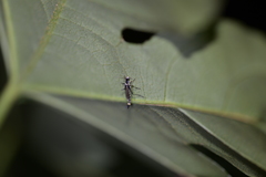 Cantharidae
