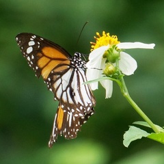 Danaus melanippus hegesippus
