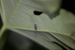 Cantharidae