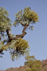 Cussonia transvaalensis