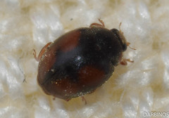 Scymnus subvillosus