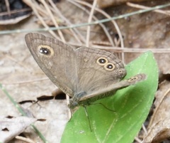 Ypthima baldus newboldi