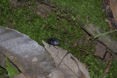 Cydnidae