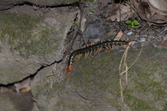 Scolopendra mutilans
