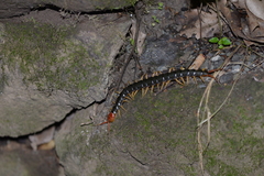 Scolopendra mutilans