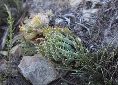 Aloe brevifolia