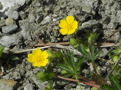 Potentilla pusilla