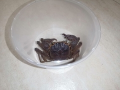 Sesarmops