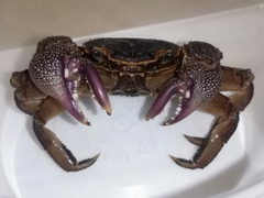 Sesarmops