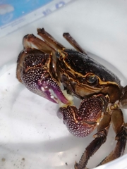 Sesarmops
