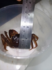 Sesarmops