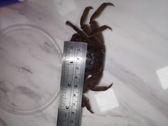 Sesarmops