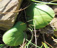 Pelargonium asarifolium