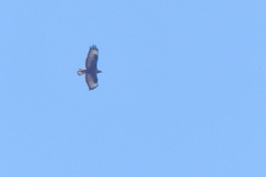 Buteo buteo vulpinus