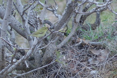 Phylloscopus nitidus