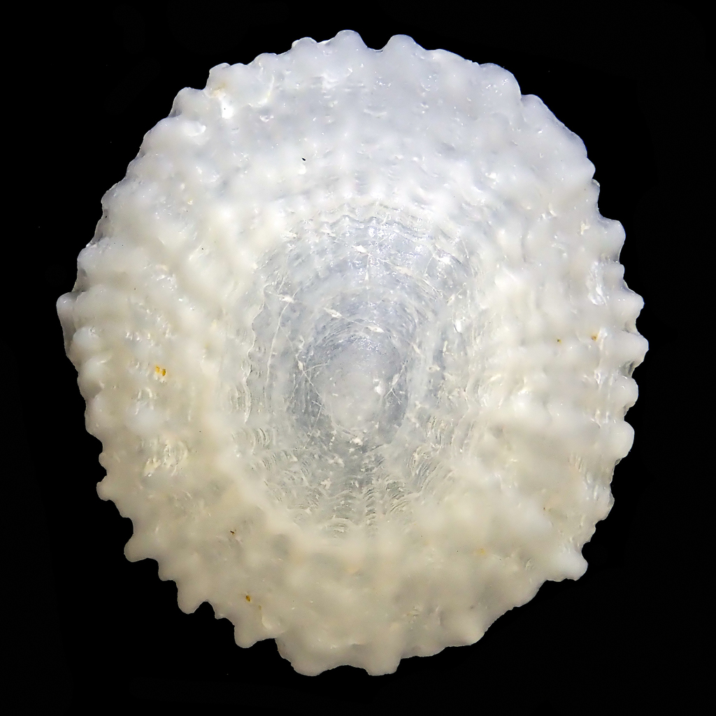 Trimusculus conicus