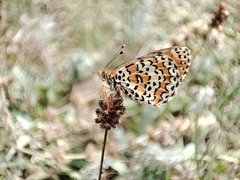 Melitaea trivia
