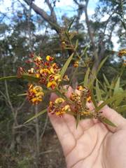 Daviesia corymbosa
