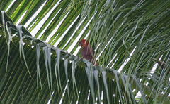Pseudeos cardinalis