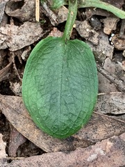 Pterostylis pedunculata