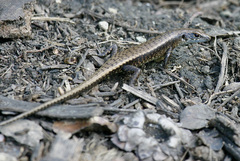 Emoia nigra
