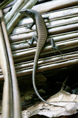Emoia nigra