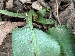 Pterostylis pedunculata