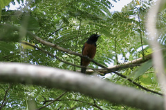 Monarcha castaneiventris