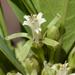 Dichapetalum cymosum - Photo 由 Jan-Hendrik Keet 所上傳的 (c) Jan-Hendrik Keet，保留部份權利CC BY-NC