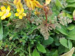 Corydalis crispa
