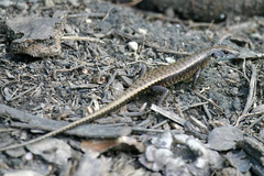 Emoia nigra